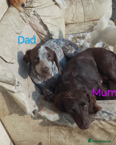 Sprocker dogs - Advert 7