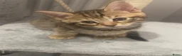 Mixed Breed cats for sale: 3 gorgeous kittens looking for loving home  - Advert 2
