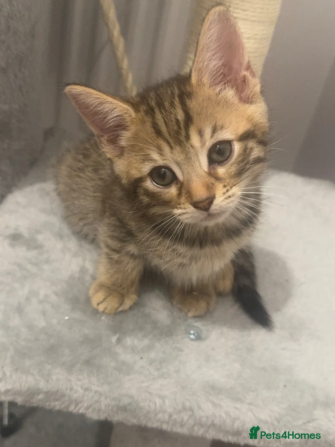 Mixed Breed cats for sale: 3 gorgeous kittens looking for loving home  - Advert 2