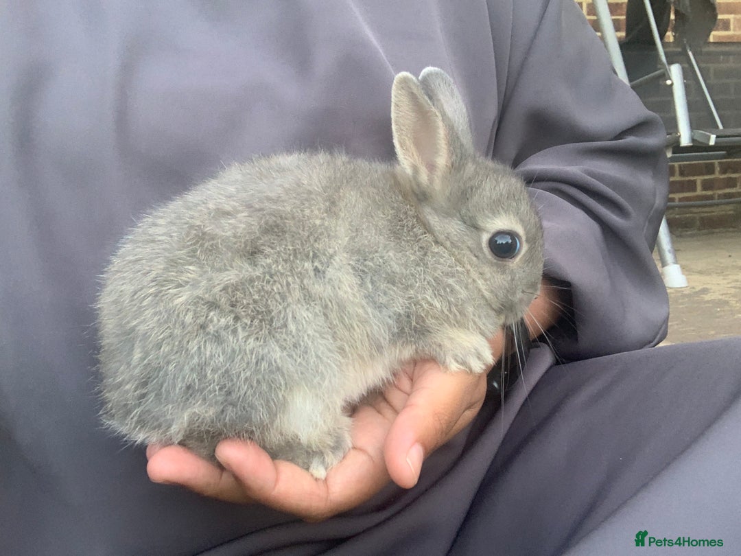 Netherland Dwarf rabbits for sale: Bunnies Netherland Dwarf Rabbits - Image 8