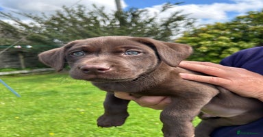 Labrador Retriever dogs in Crieff - Advert 15