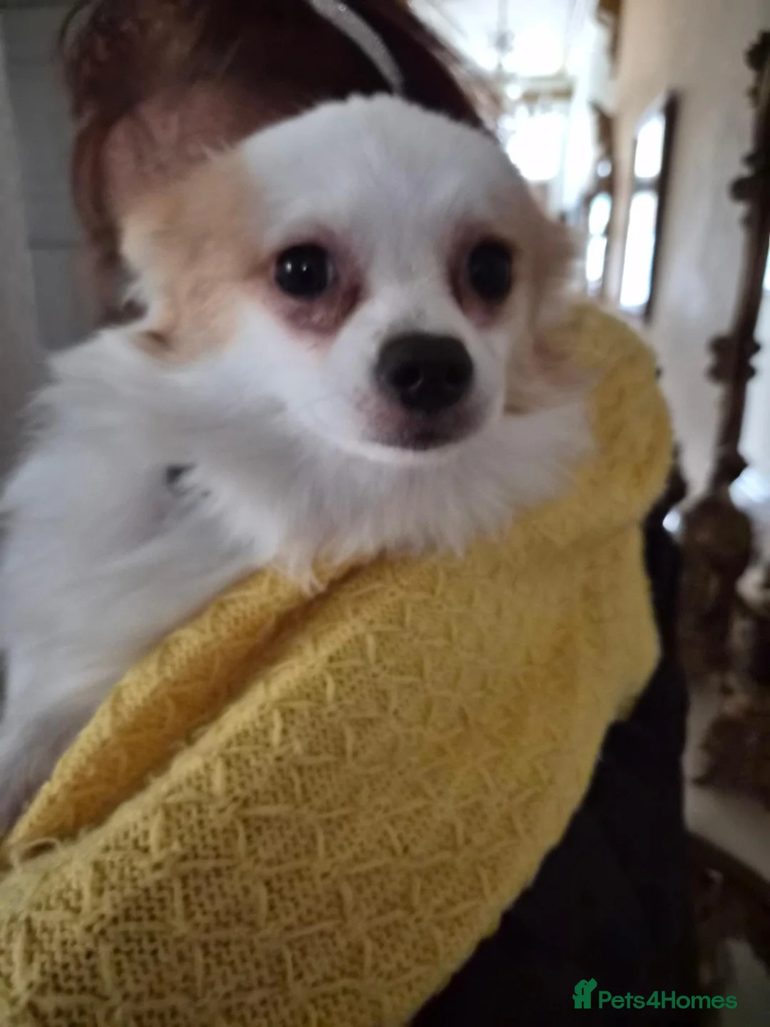 Pomeranian dogs for sale: Pomeranian for sale - Advert 2