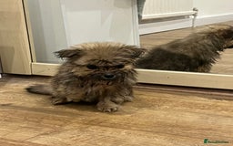 Pomeranian dogs for sale: 3 male pomaranian - Image 5