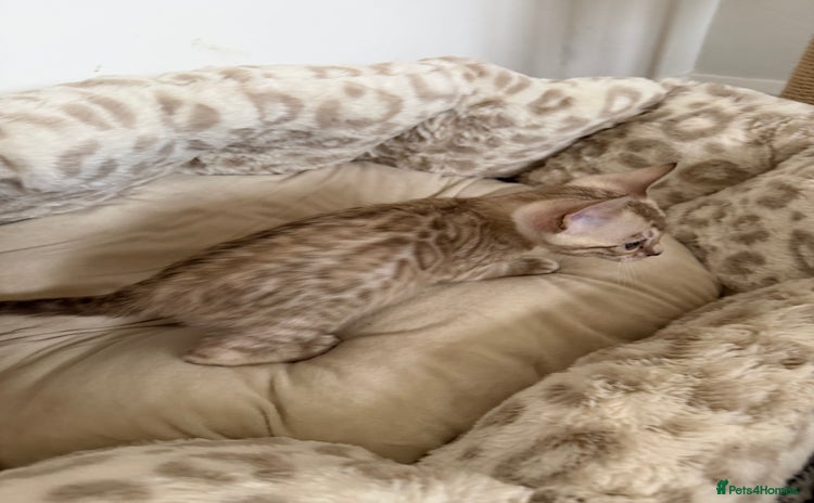 Bengal cats - Advert 10