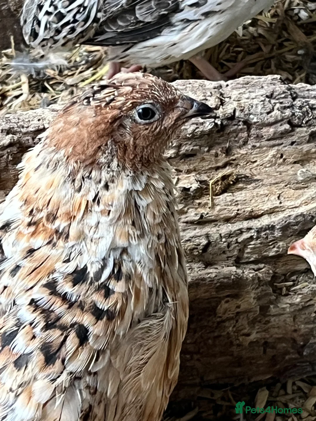 Quail poultry for sale: Quail hatching eggs - Advert 2