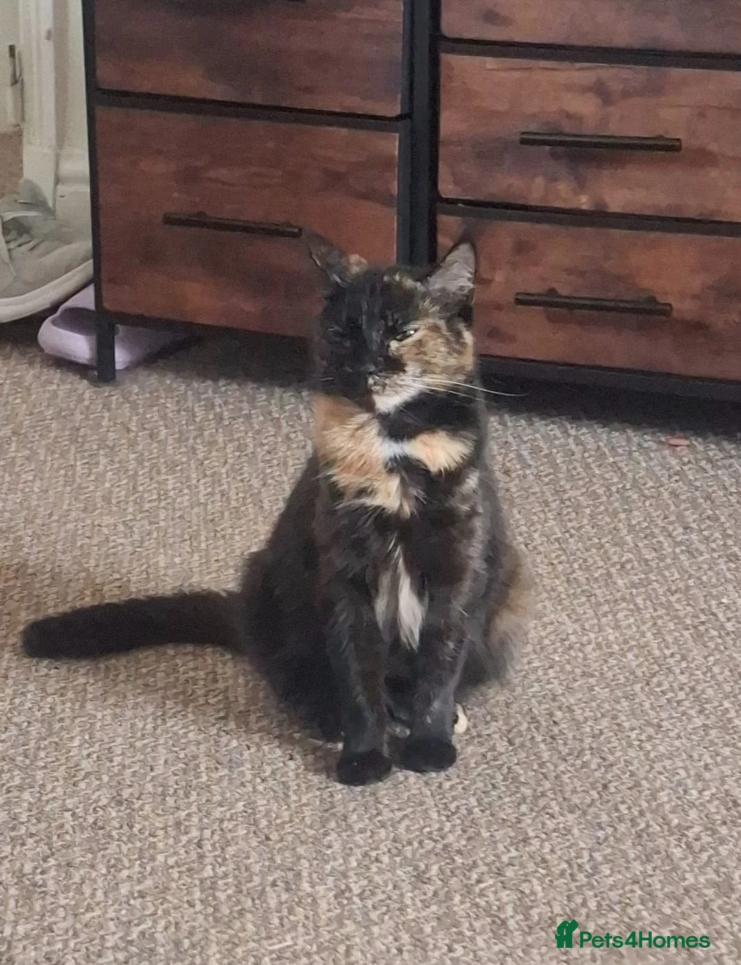 Mixed Breed cats for sale: Molly  - Advert 2