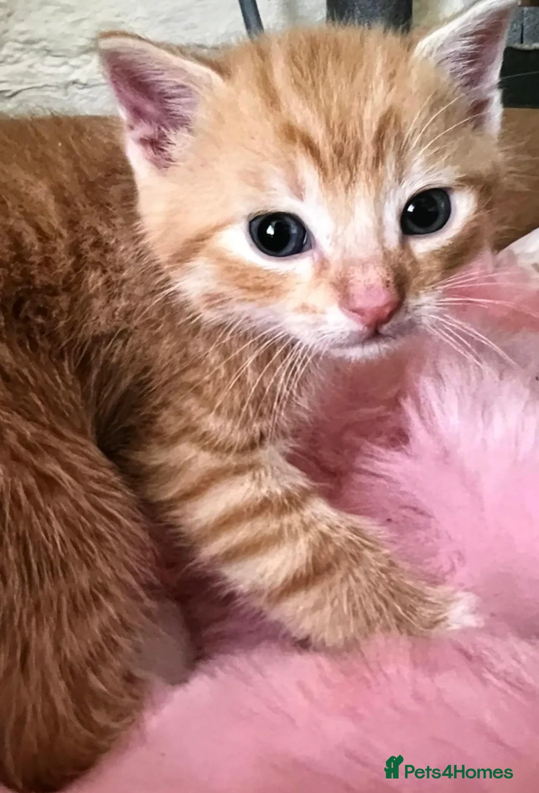Mixed Breed cats for sale: Adorable 4 kittens  - Advert 12