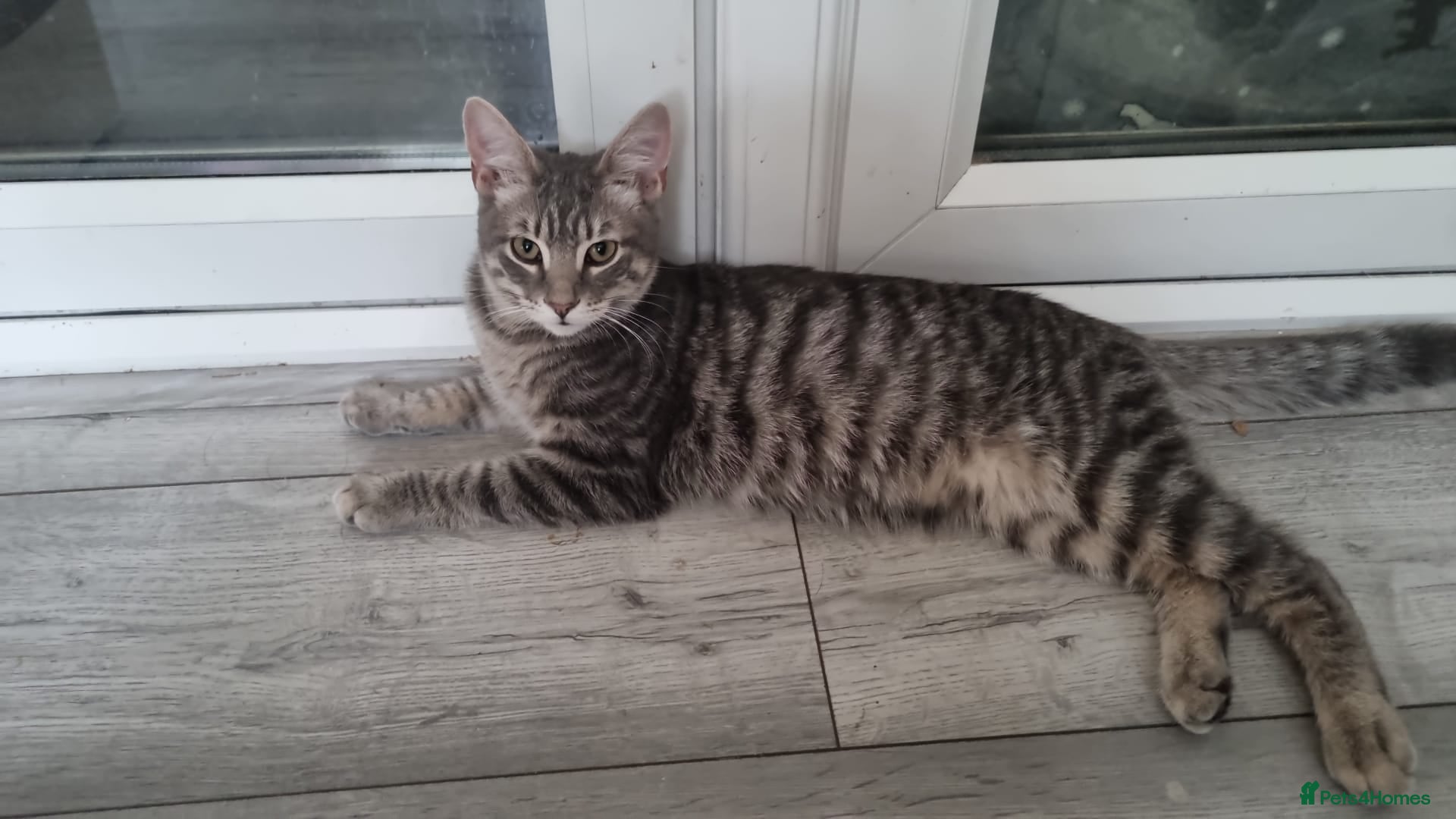 Domestic Shorthair cats Kiwi & Percy - Adopt Cats in Crisis East Ldn - Advert 2