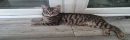 Domestic Shorthair cats for adoption: Kiwi & Percy - Adopt Cats in Crisis East Ldn - Advert 1