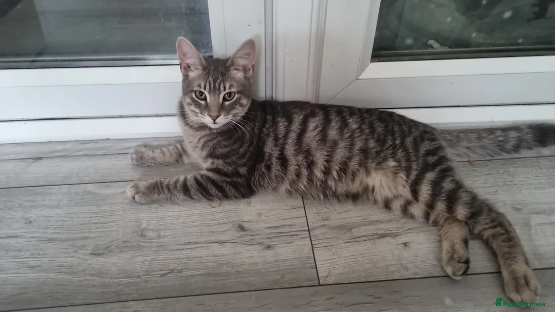 Domestic Shorthair cats for adoption: Kiwi & Percy - Adopt Cats in Crisis East Ldn - Advert 1