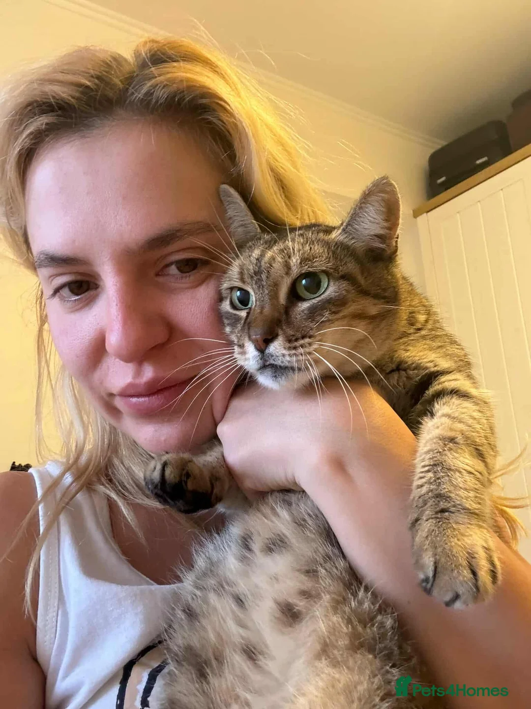 Mixed Breed cats for adoption: Athena for adoption - Advert 2