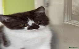 British Shorthair cats for sale: GCCF Registered British Shorthair Kittens  - Image 12