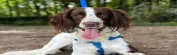 English Springer Spaniel dogs for stud: SPRINGER SPANIEL ENGLISH FOR STUD - Advert 5