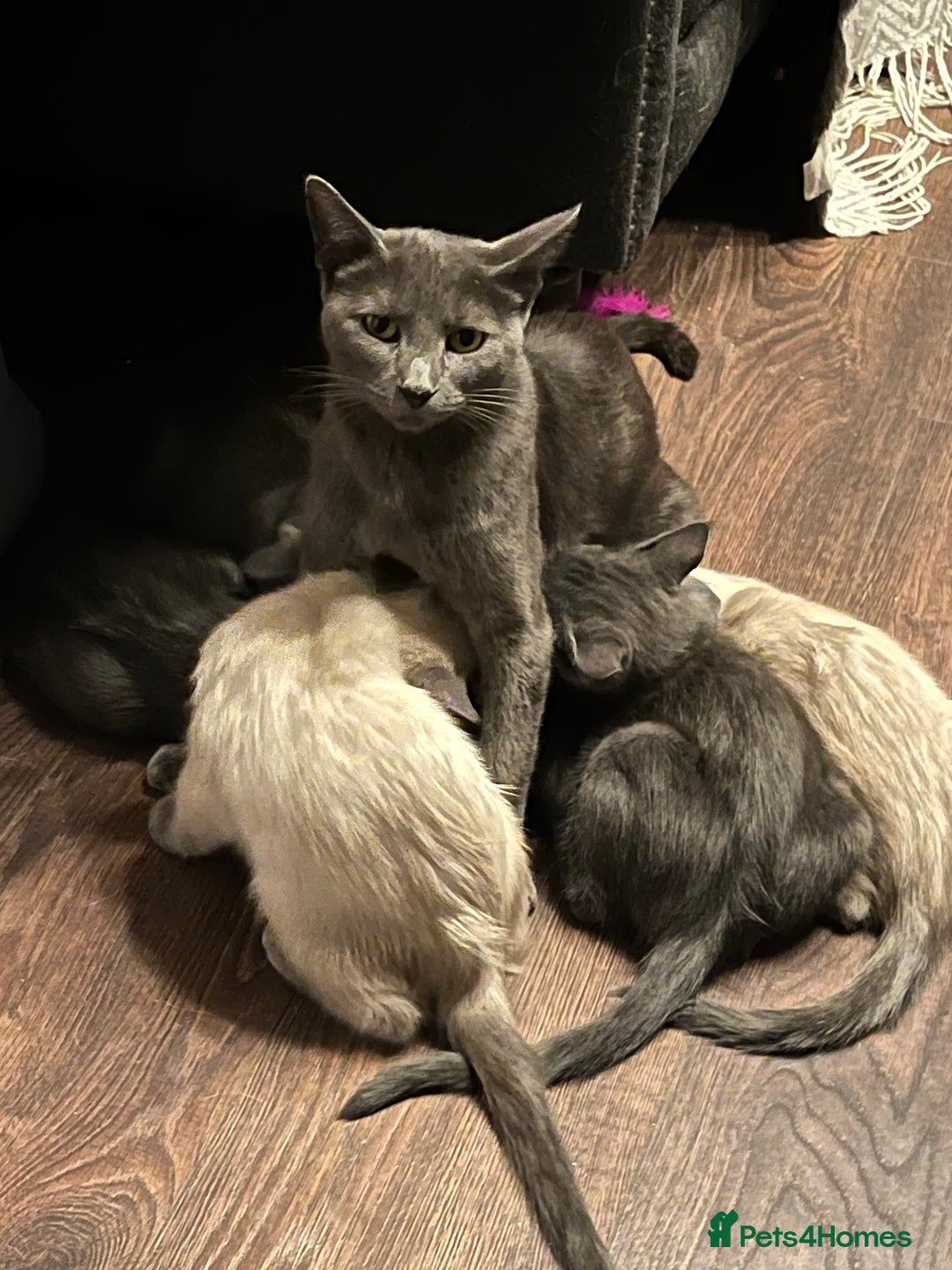 Oriental cats for sale: 5 STUNNING RAGAMESE KITTENS - Image 19