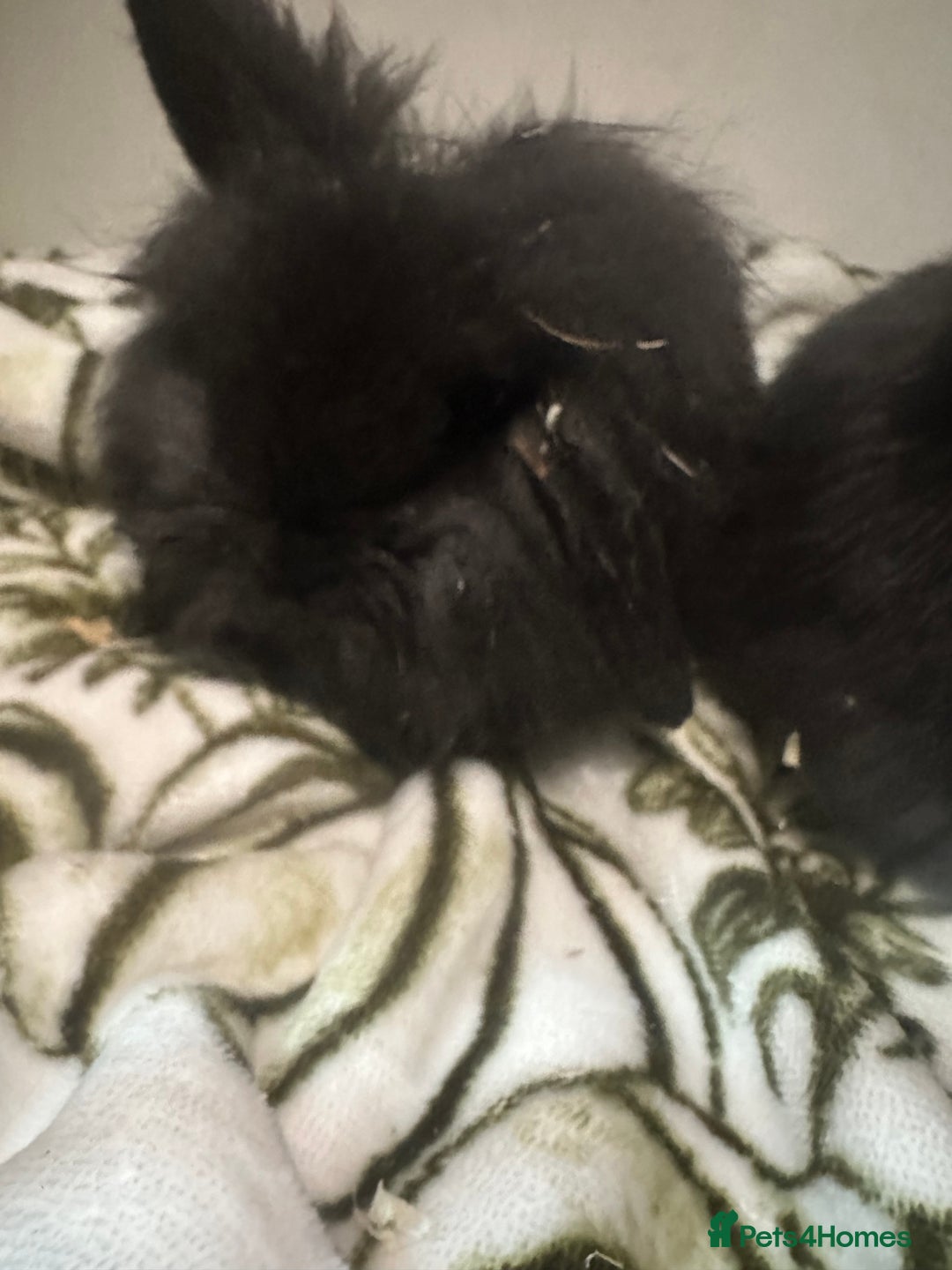 Mini Lion Lop rabbits for sale: Mini lion lop babies  - Image 5