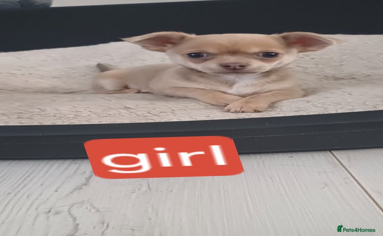 Chihuahua dogs - Advert 14