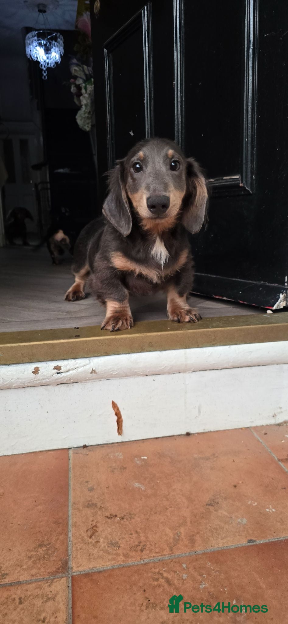 Miniature Dachshund dogs PRICEDROP £1200 Last 2 LONGHAIR BOY  - Advert 3