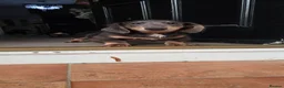 Miniature Dachshund dogs for sale: Last Boy CHOCOLATE and TAN Solid Miniature Dash - Advert 5
