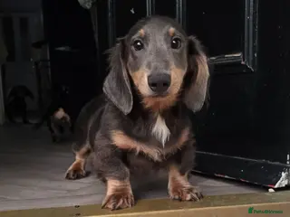 Miniature Dachshund dogs PRICEDROP £1200 Last 2 LONGHAIR BOY - Advert 3