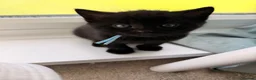 Mixed Breed cats for sale: Kittens available  - Advert 3