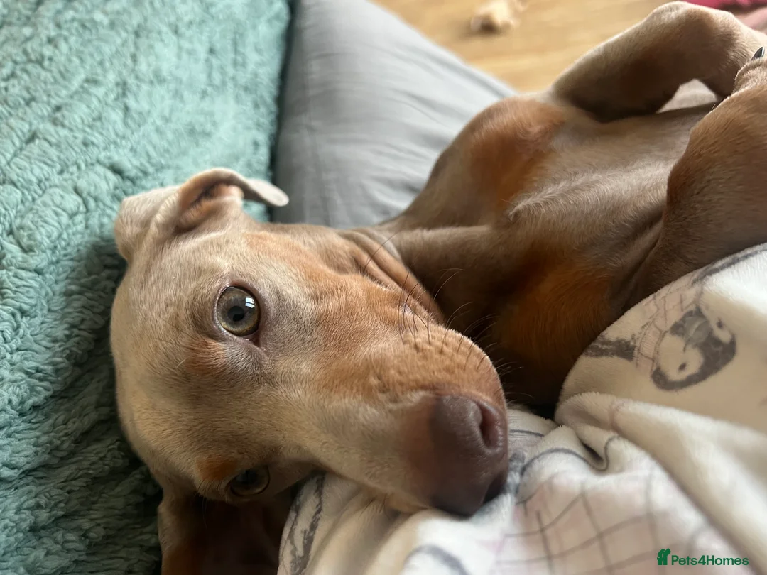 Miniature Dachshund dogs for sale: 9 month, KC registered miniature dachshund  - Advert 17