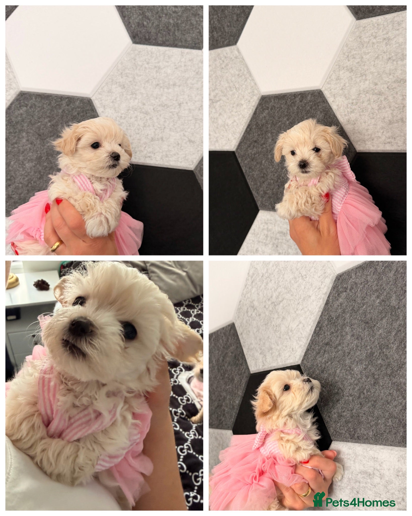 Maltipoo dogs ❌❌💲 Maltipoo F2 READY TO GO‼️ - Advert 2