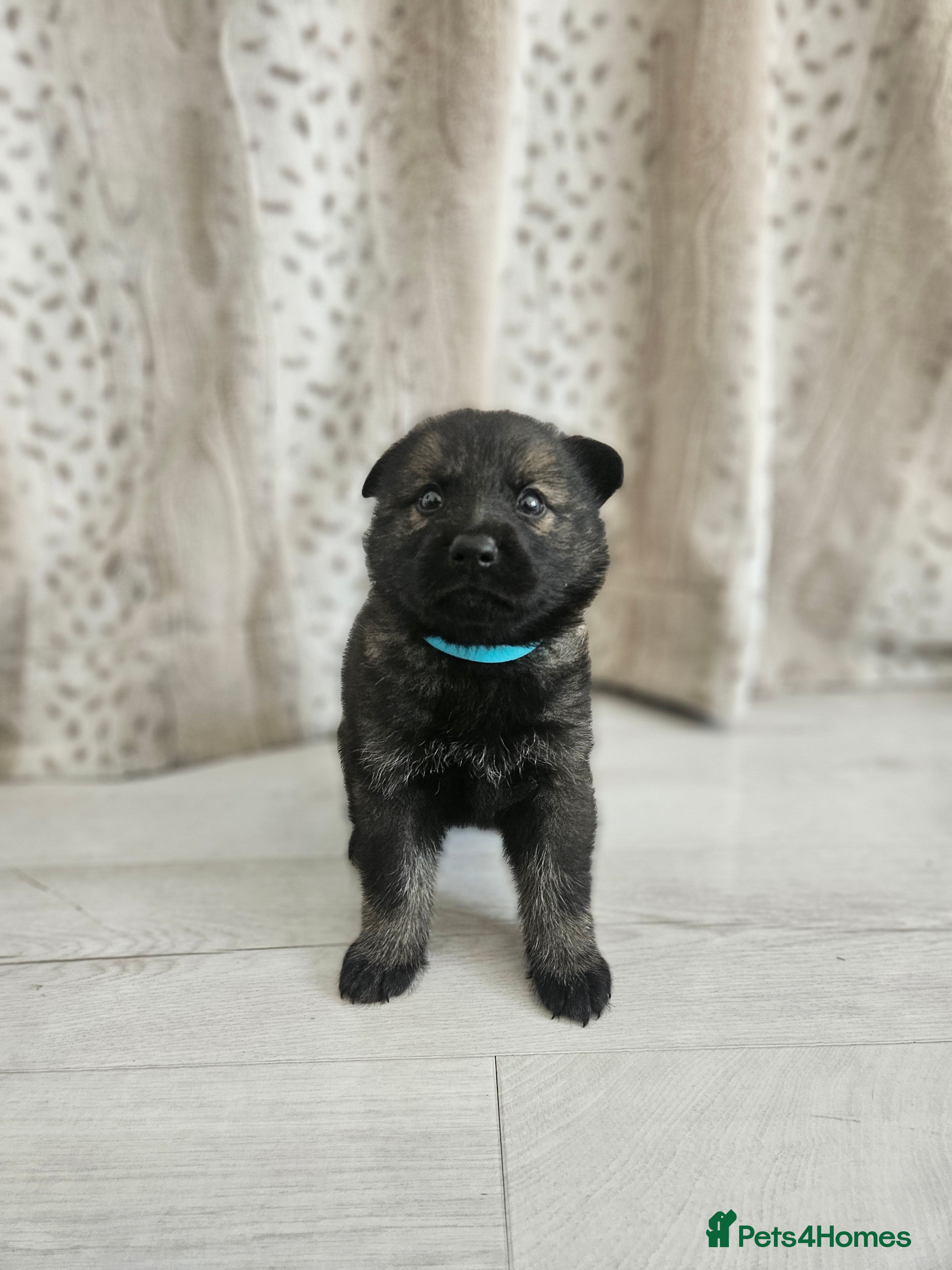 German Shepherd dogs Outstanding Pedigree German Shepherd Puppies - Advert 2