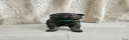 German Shepherd dogs for sale: Outstanding Pedigree German Shepherd Puppies - Advert 2