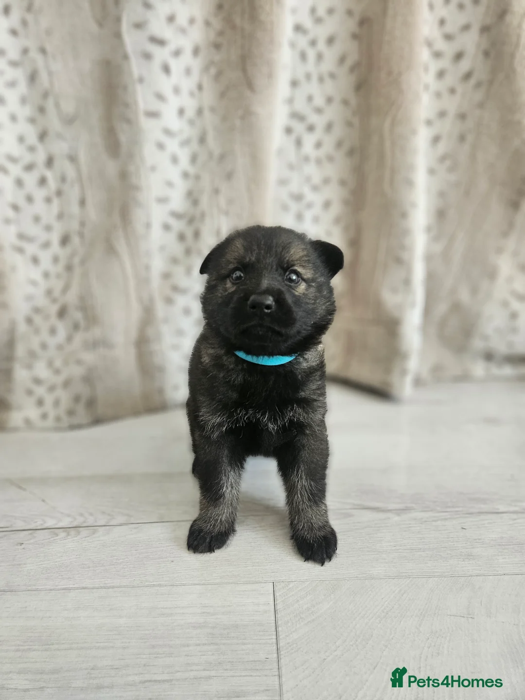 German Shepherd dogs for sale: Outstanding Pedigree German Shepherd Puppies - Advert 2