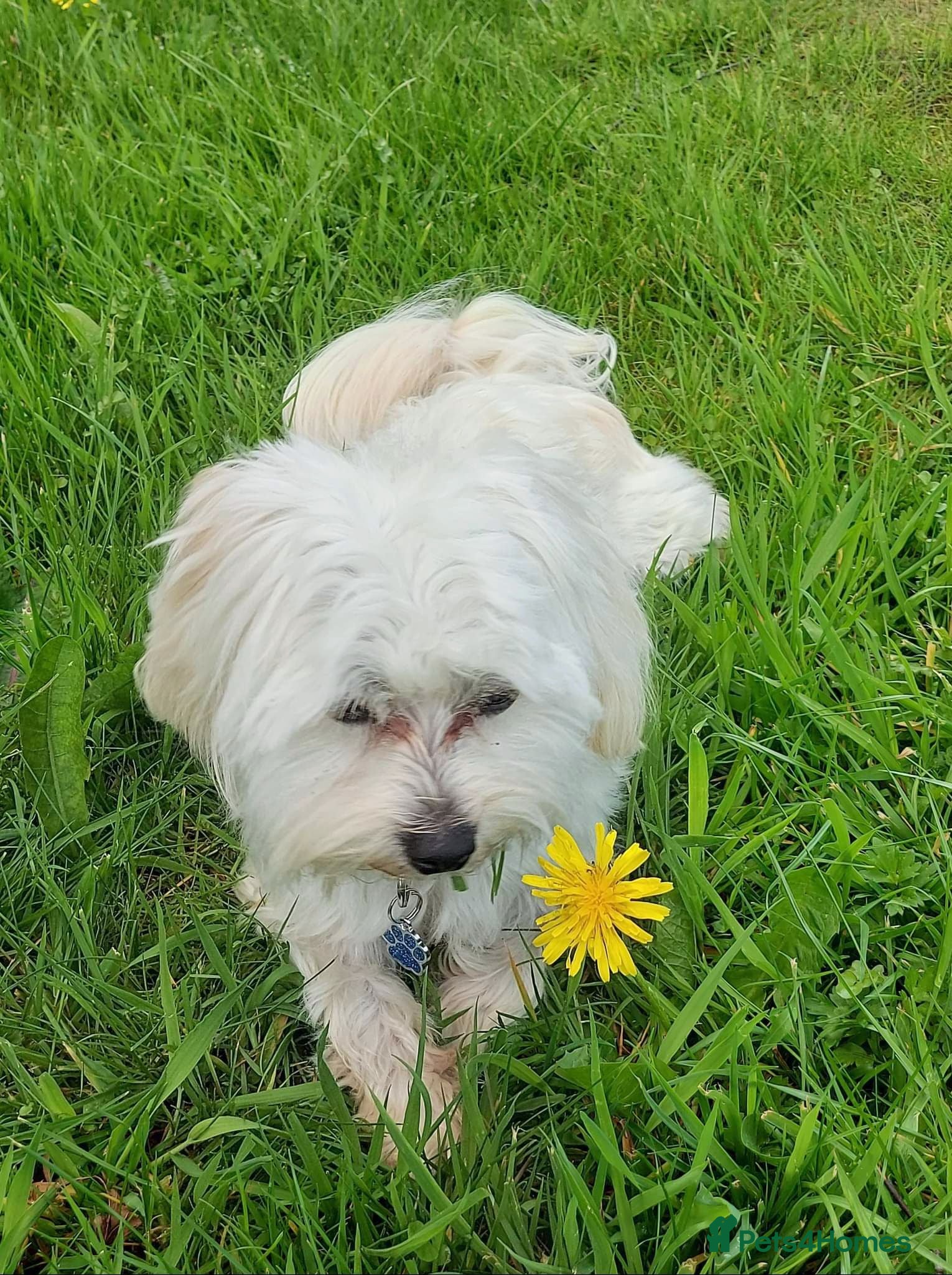Maltese dogs Teddy - Advert 8