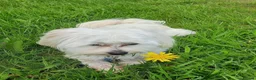 Maltese dogs for sale: Teddy in Crewe - Advert 1