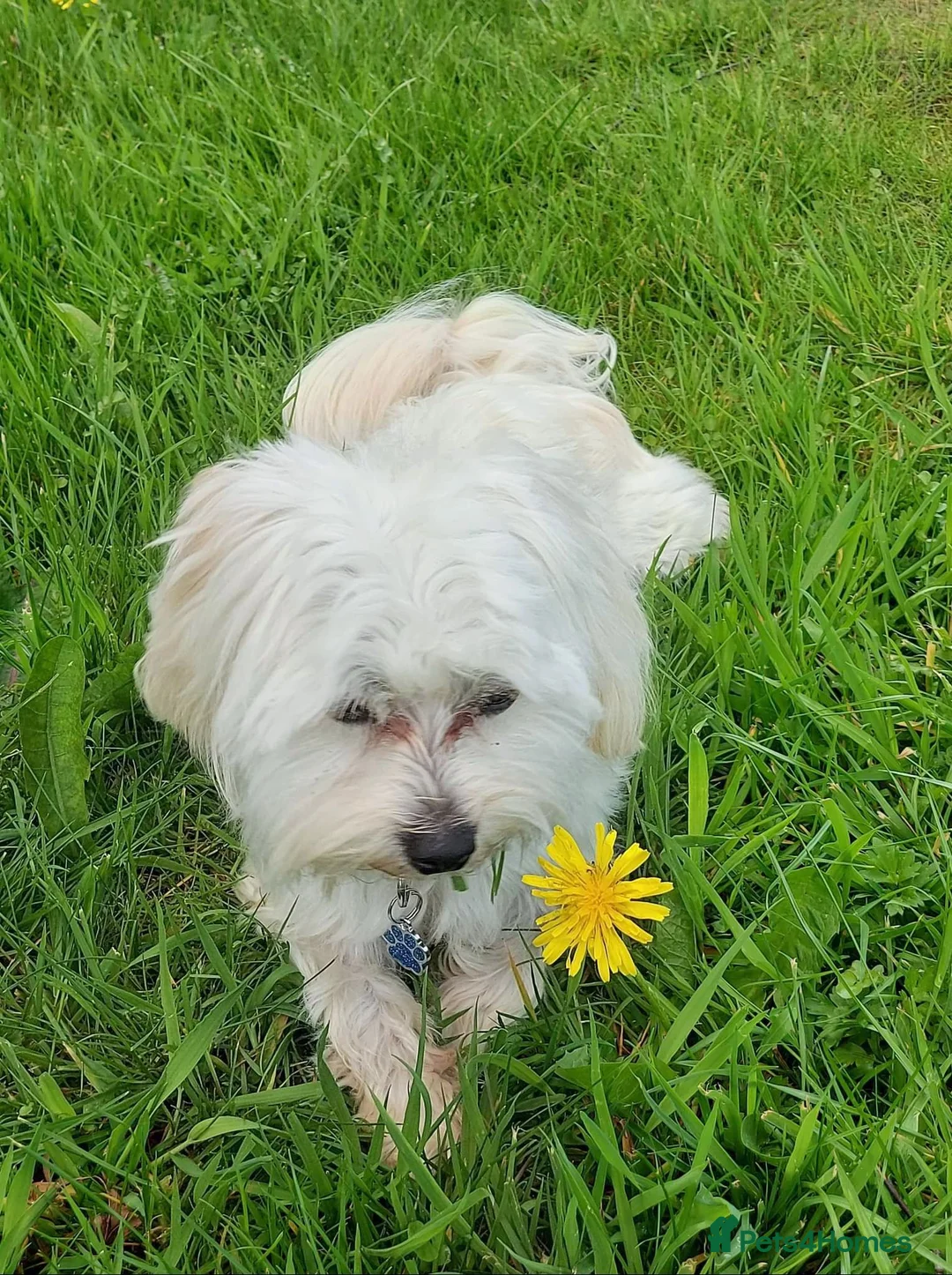 Maltese dogs for sale: Teddy in Crewe - Advert 1