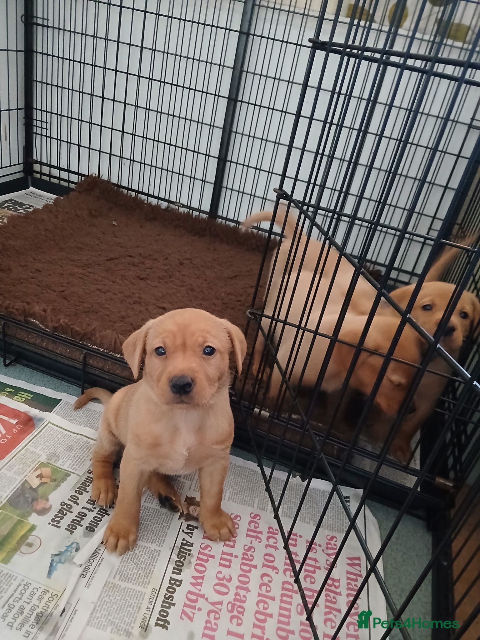 Labrador Retriever dogs Fox red labrador puppies  - Advert 2