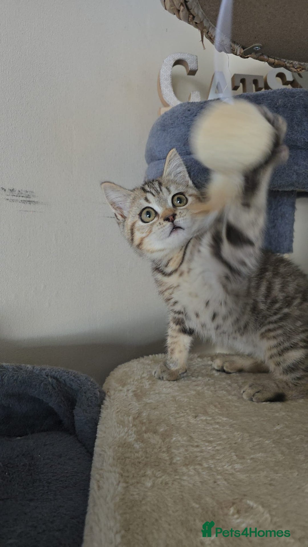 British Shorthair cats for sale: 3 Beautiful kittens available - Advert 10