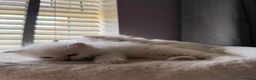Ragdoll cats for sale: 2 Female Ragdoll Kittens available  - Advert 12