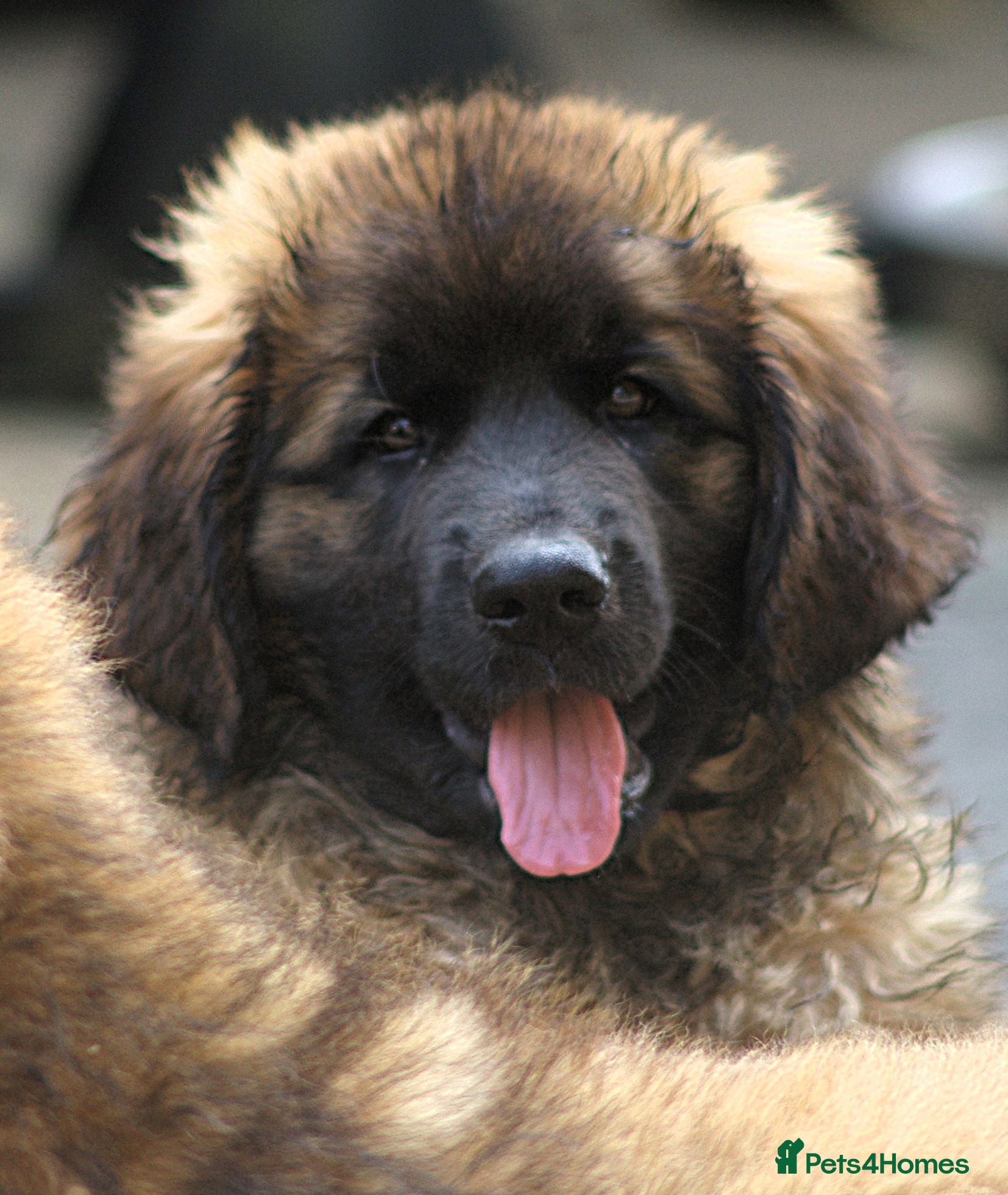 Leonberger dogs Gorgeous Leonberger female puppy - Advert 1