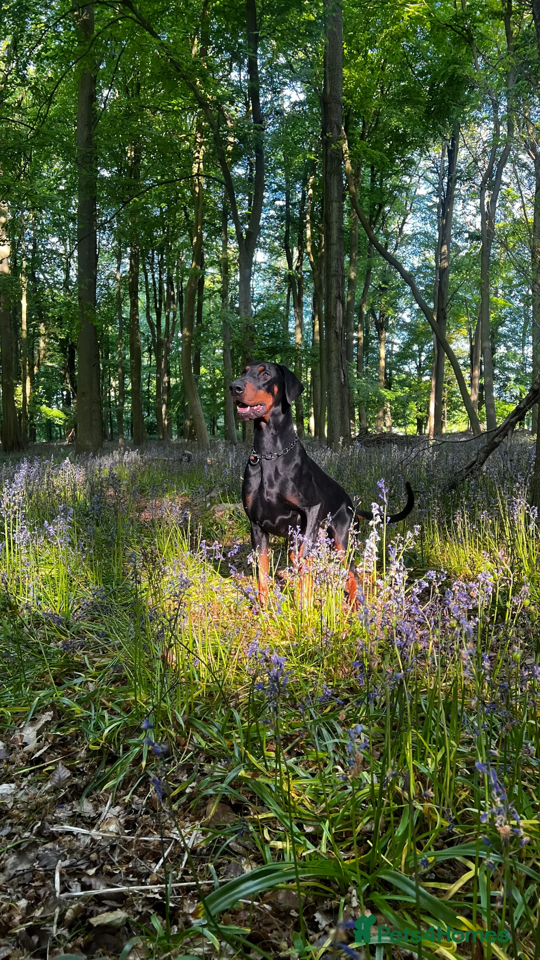 Dobermann dogs for stud: Elite Dobermann Stud Available  in Skegness - Advert 9