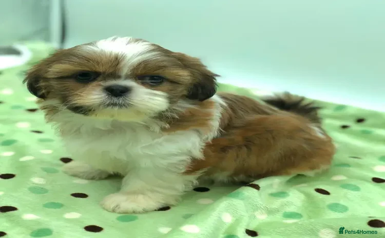 Shih Tzu dogs - Advert 1