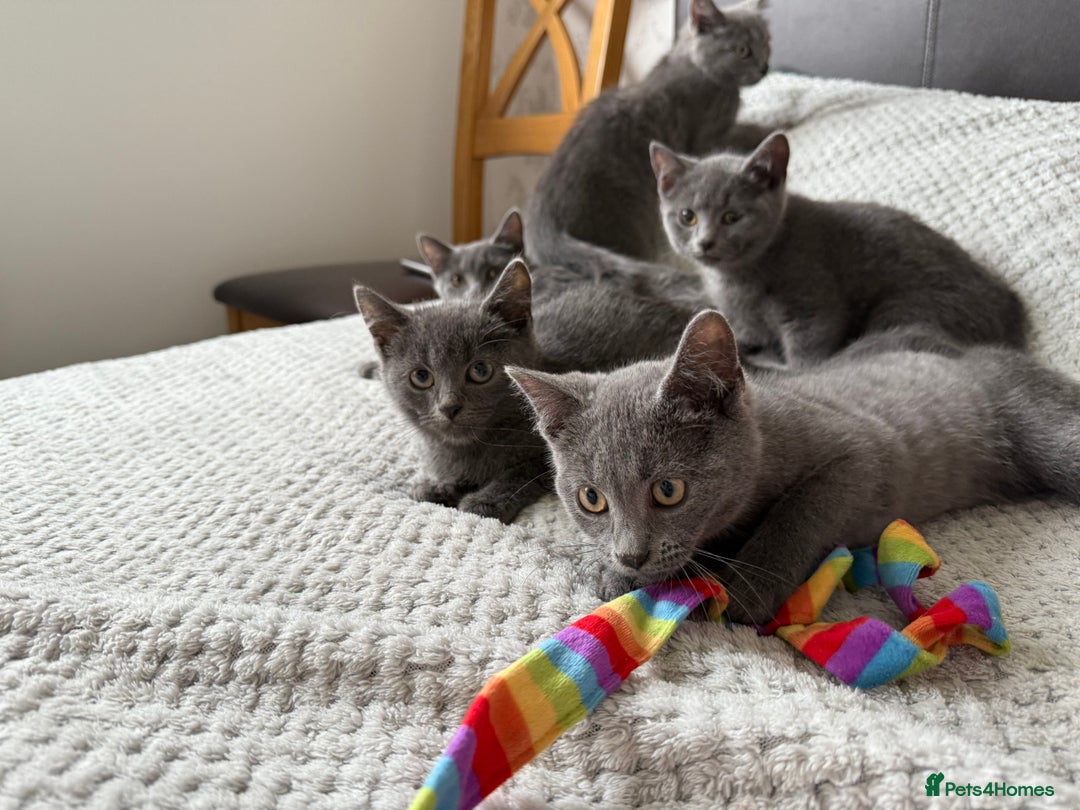 Russian Blue cats for sale: Russian Blue Kittens - Image 12