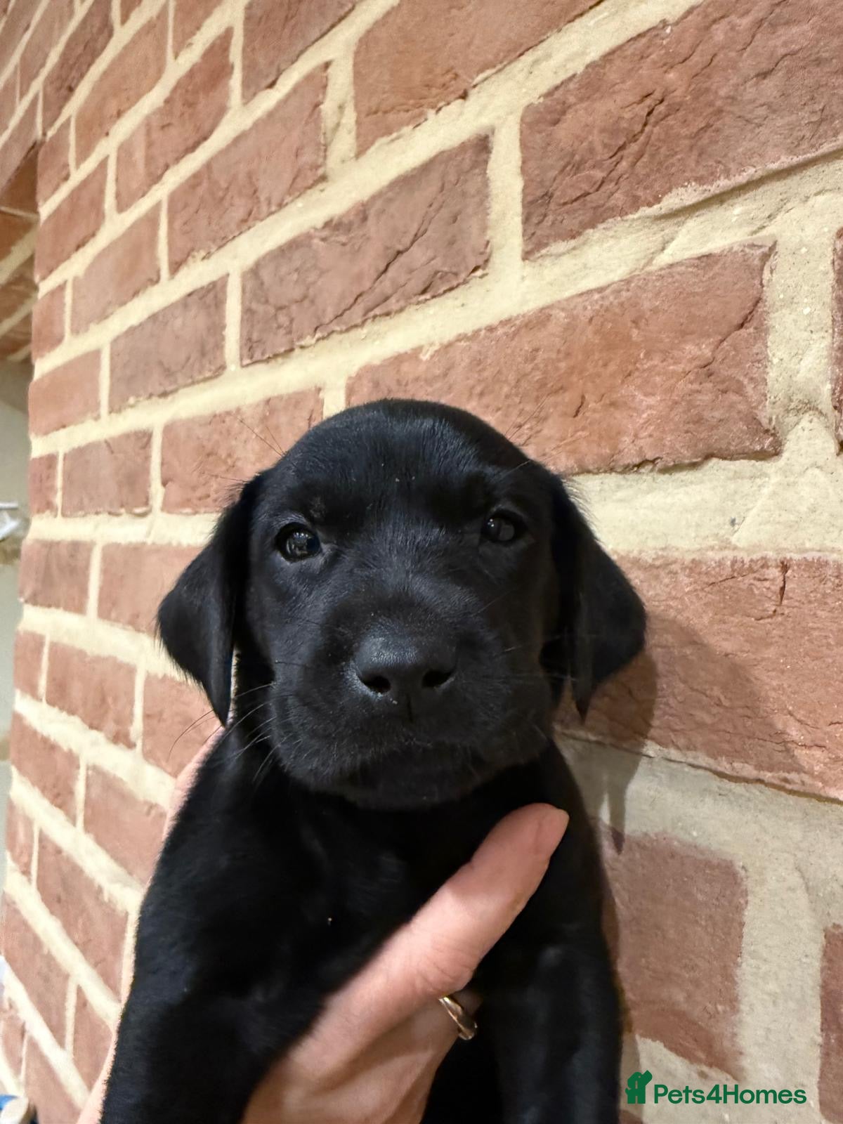 Labrador Retriever dogs KC Registered Labrador Retriever Puppies - Advert 16