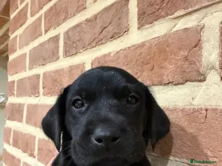 Labrador Retriever dogs KC Registered Labrador Retriever Puppies - Advert 16