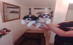 Shih Tzu dogs for sale: Shih Tzu puppies  - Advert 6