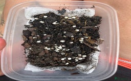 Snails invertebrates for sale: Giant African Land Snail Babies  - Image 2