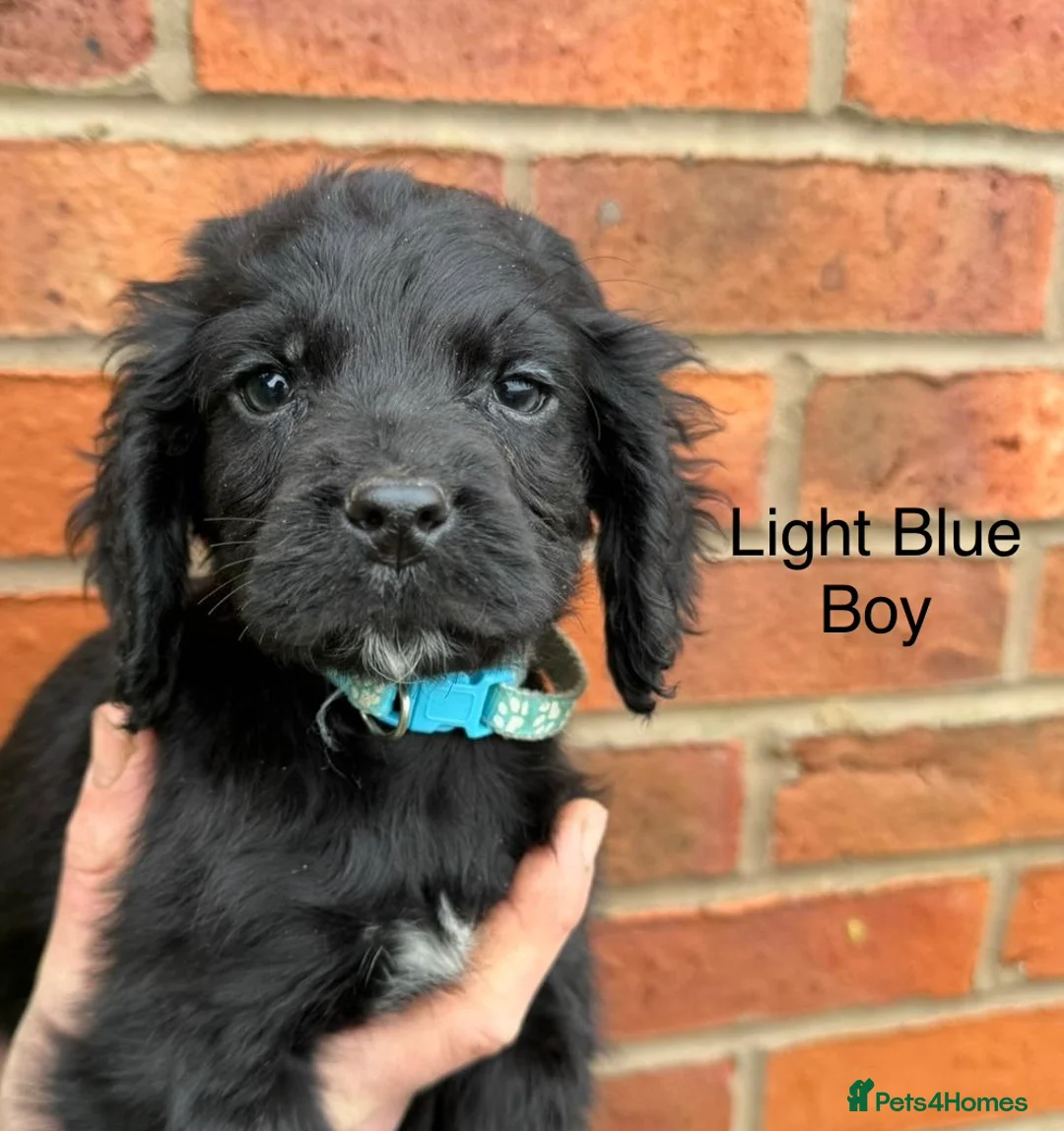 Cocker Spaniel dogs for sale: Ready Now- Working Cocker Spaniel Puppies - Advert 8