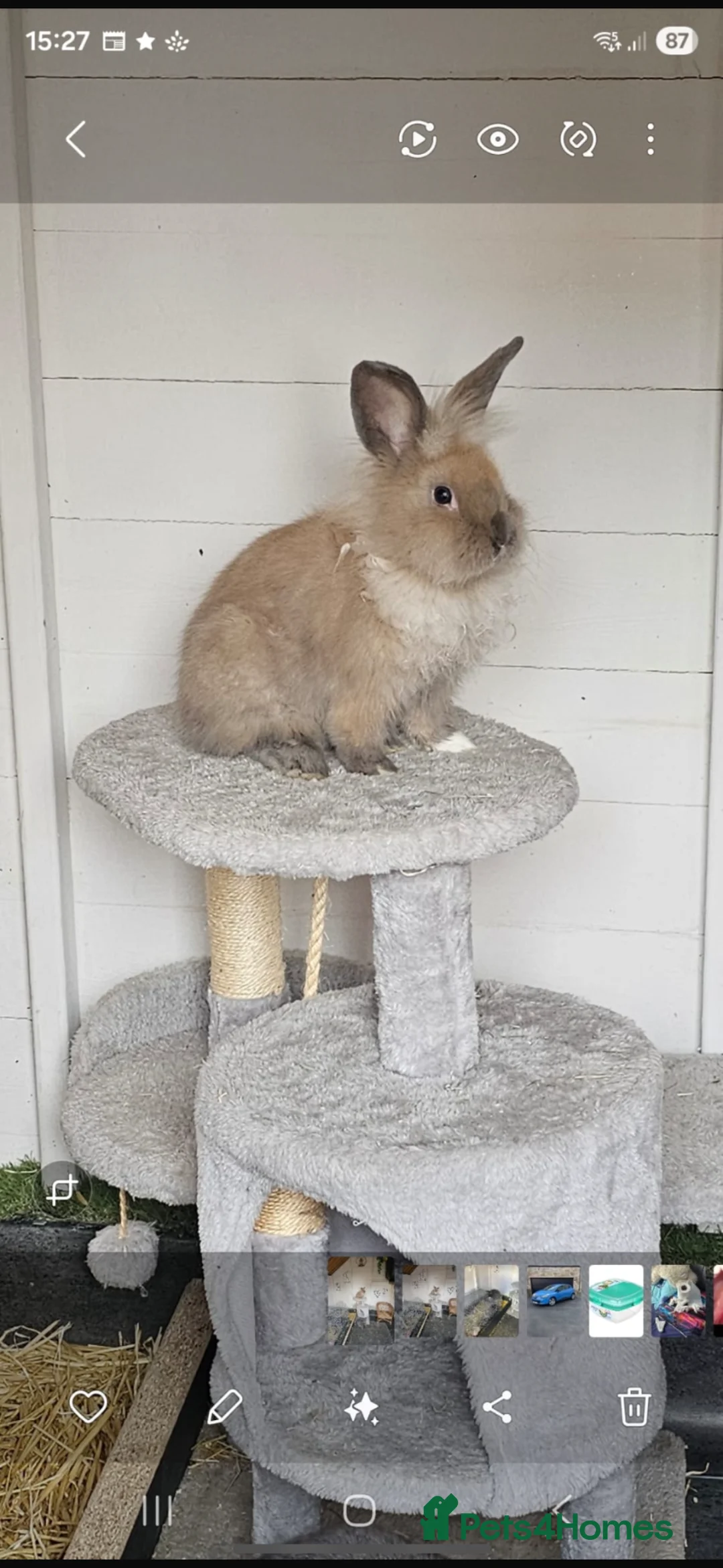 Lionhead rabbits for sale: Lion head rabbit  in Scunthorpe - Advert 2