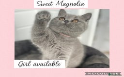 British Shorthair cats for sale: 🌸 Champion GCCF British Shorthair’s 🌸 - Image 5
