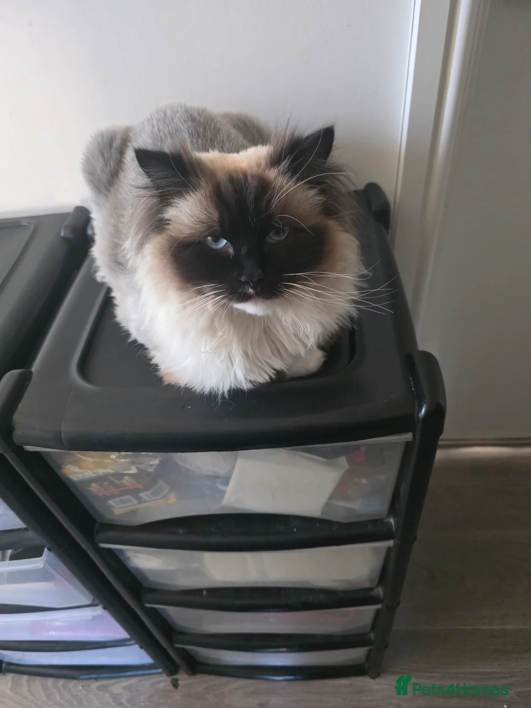 Ragdoll cats for sale: Female ragdoll  - Advert 1