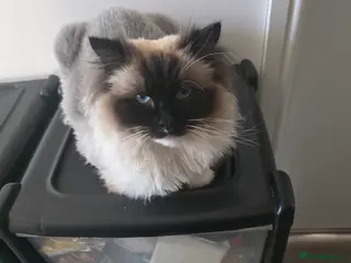 Ragdoll cats Female ragdoll - Advert 2