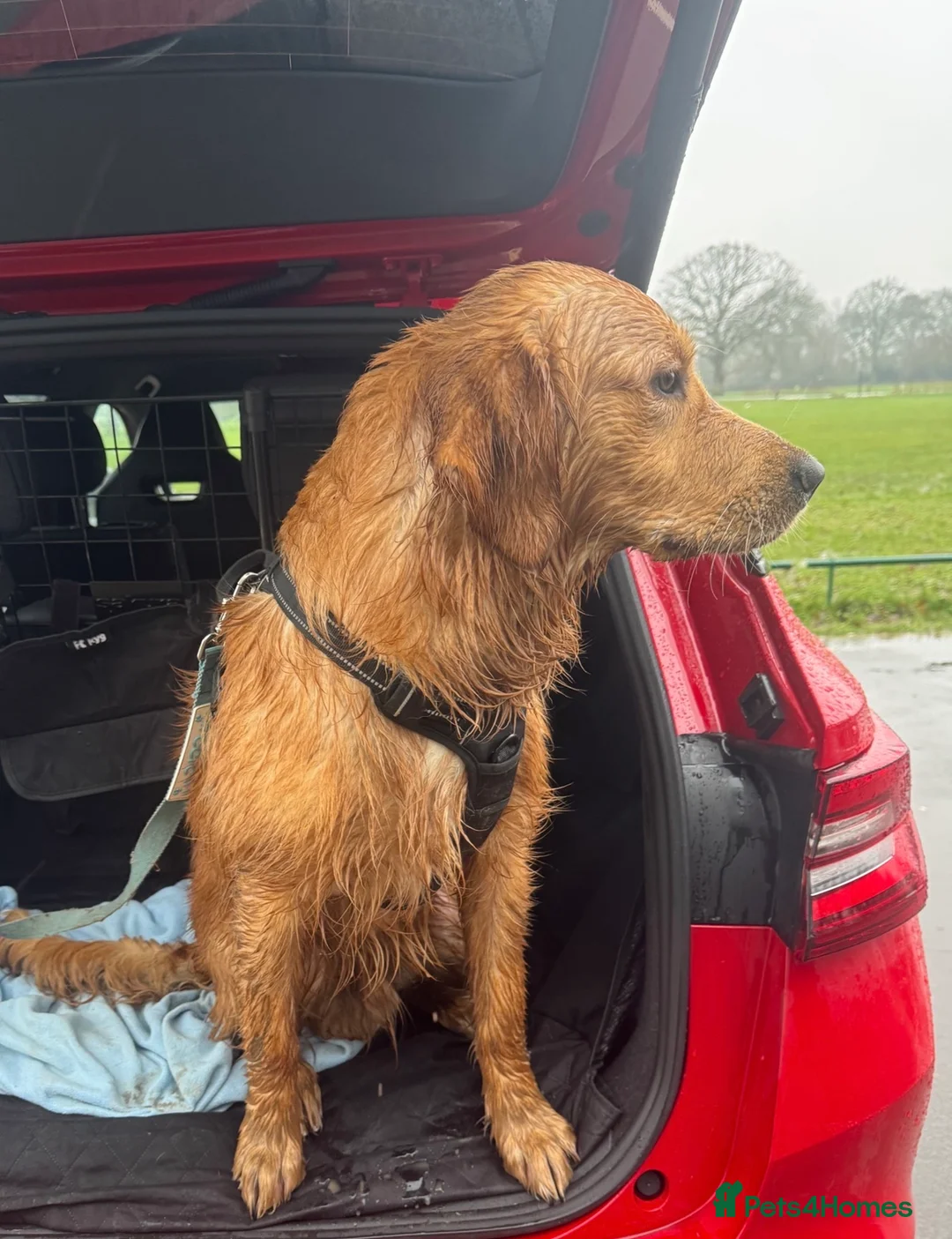 Golden Retriever dogs for sale: KC Registered 8 Month Old Male Golden Retriever  - Advert 4