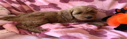 Cavapoo dogs for sale: Stunning red Cavapoo puppies  - Advert 16